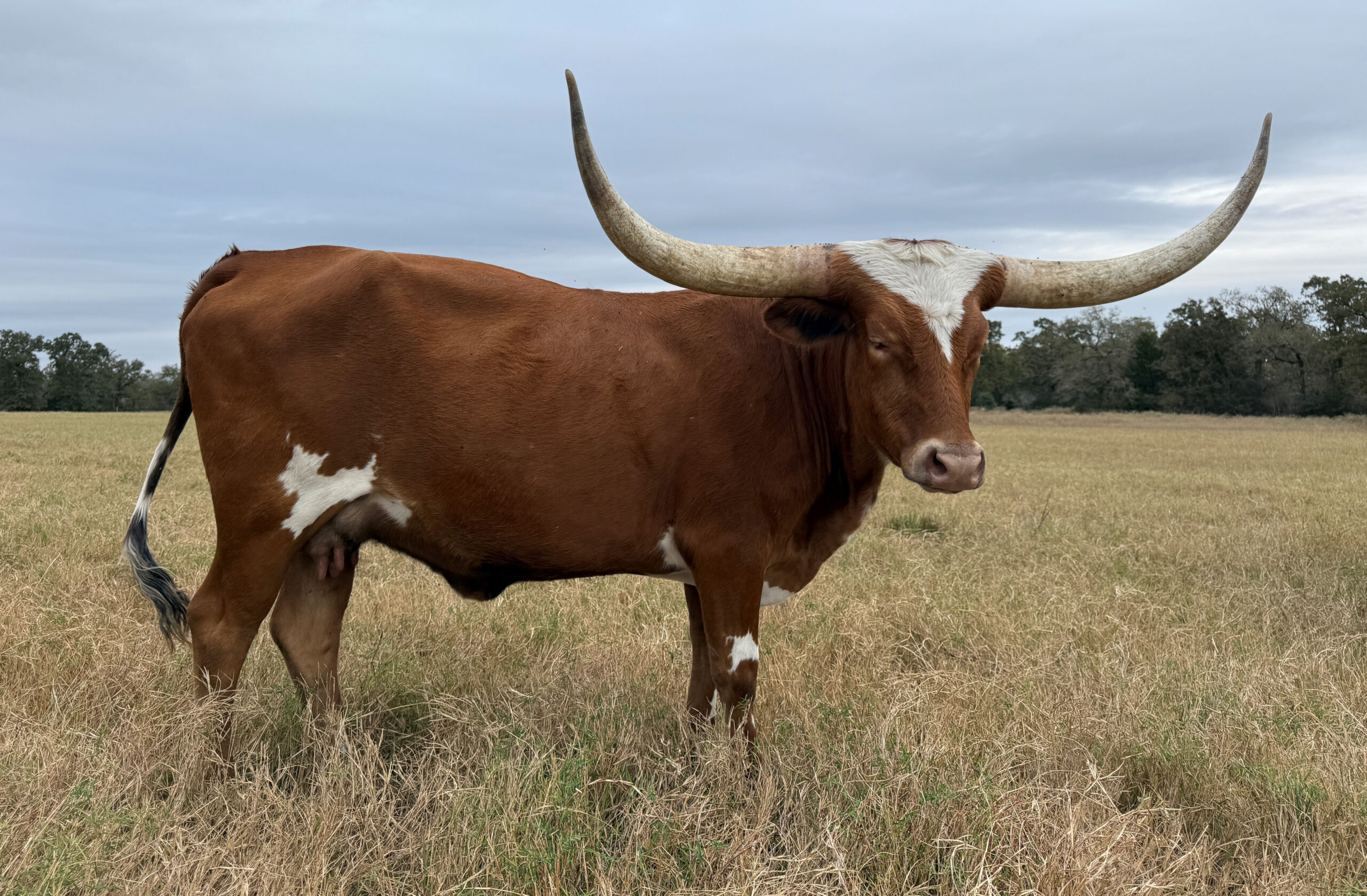 Texas Longhorn cow - Tangled Up in Stars