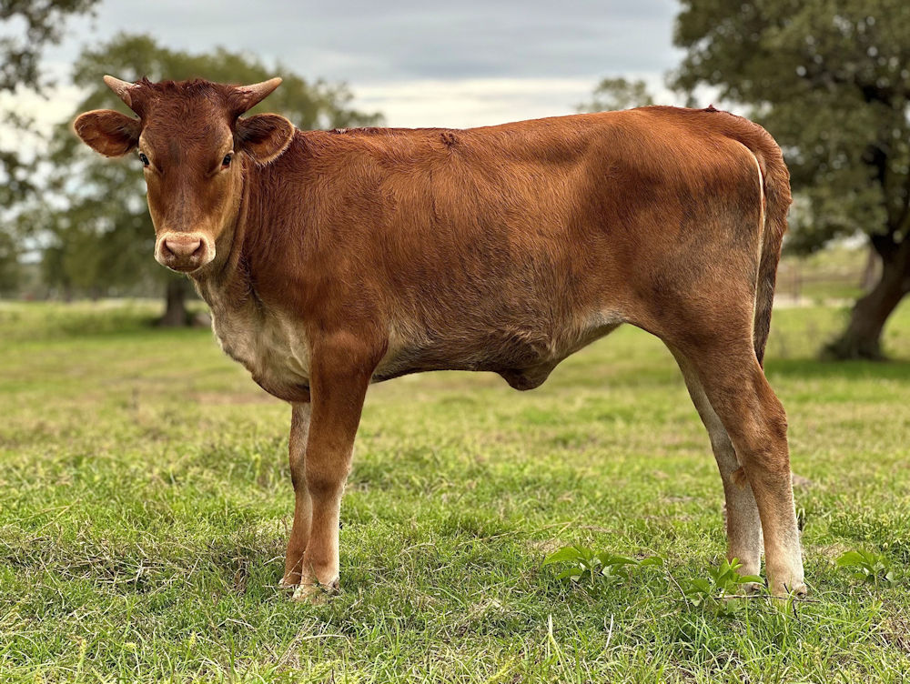 Texas Longhorn heifer for sale - Truly a Star