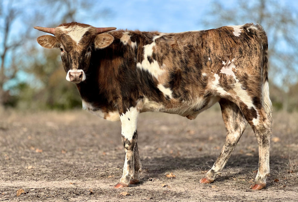 Texas Longhorn bull calf - Hill Country Star