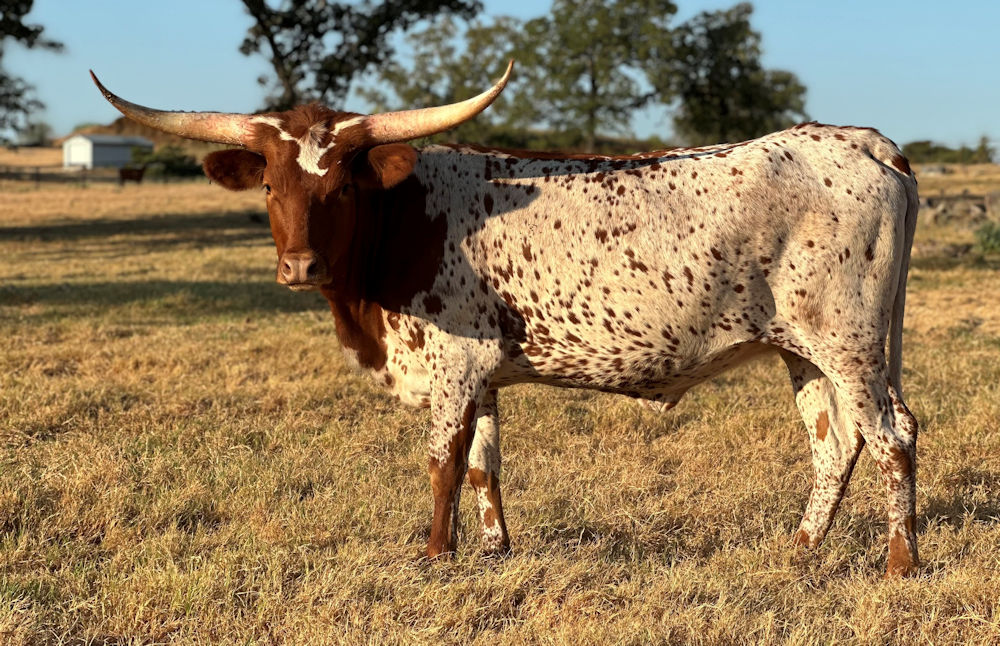 Texas Longhorn heifer - Hot Thing