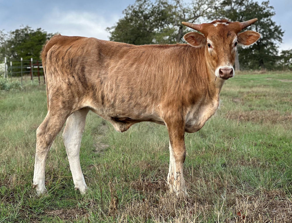 Texas Longhorn heifer - Star Horrah