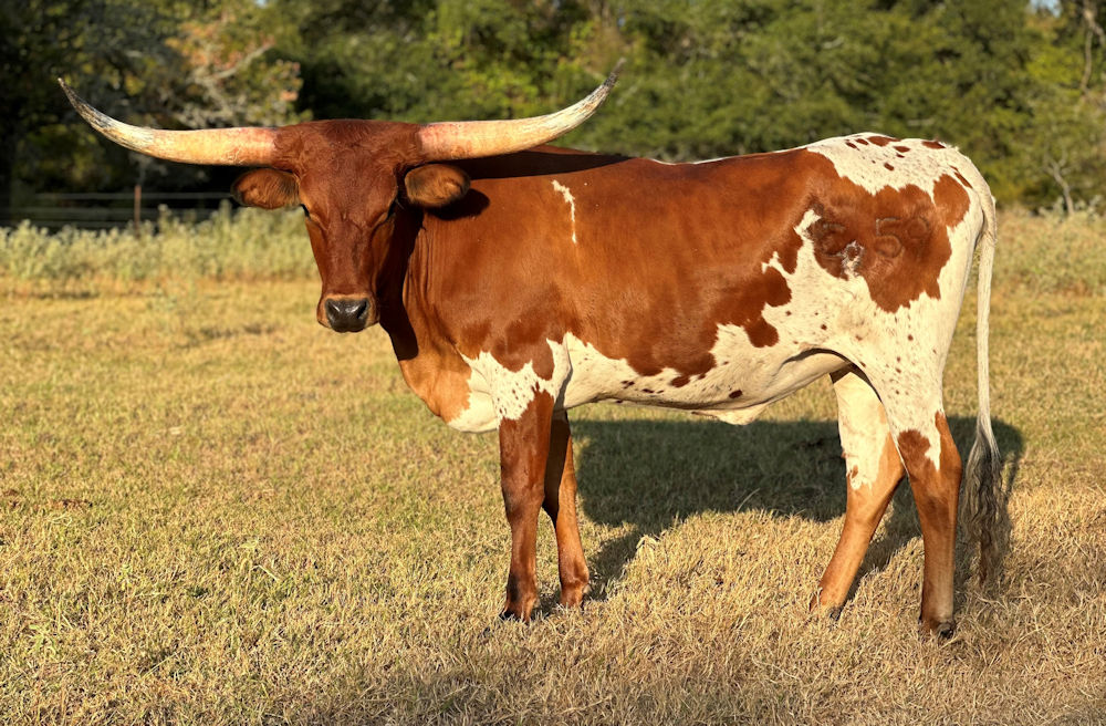 Texas Longhorn heifer for sale - 3C Flaming Bonfire