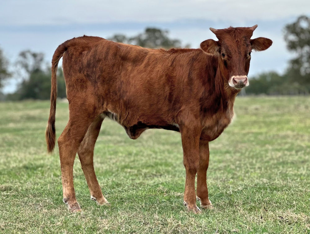 Texas Longhorn heifer for sale - Cappuccino Star