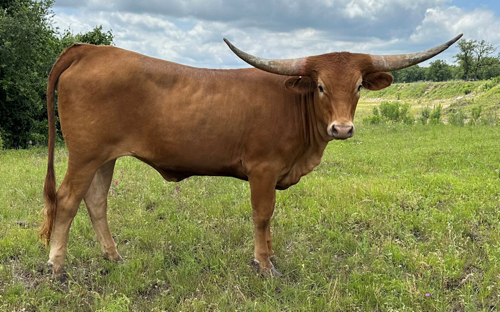 Texas Longhorn heifer - Freestyle Star