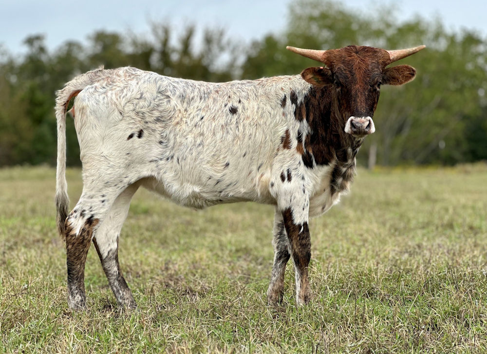 Texas Longhorn heifer for sale - Favoring Stars