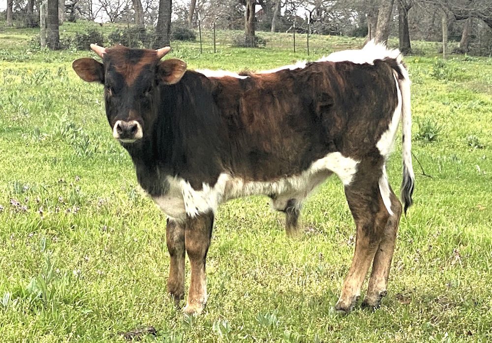 Texas Longhorn bull calf - Star Voyager