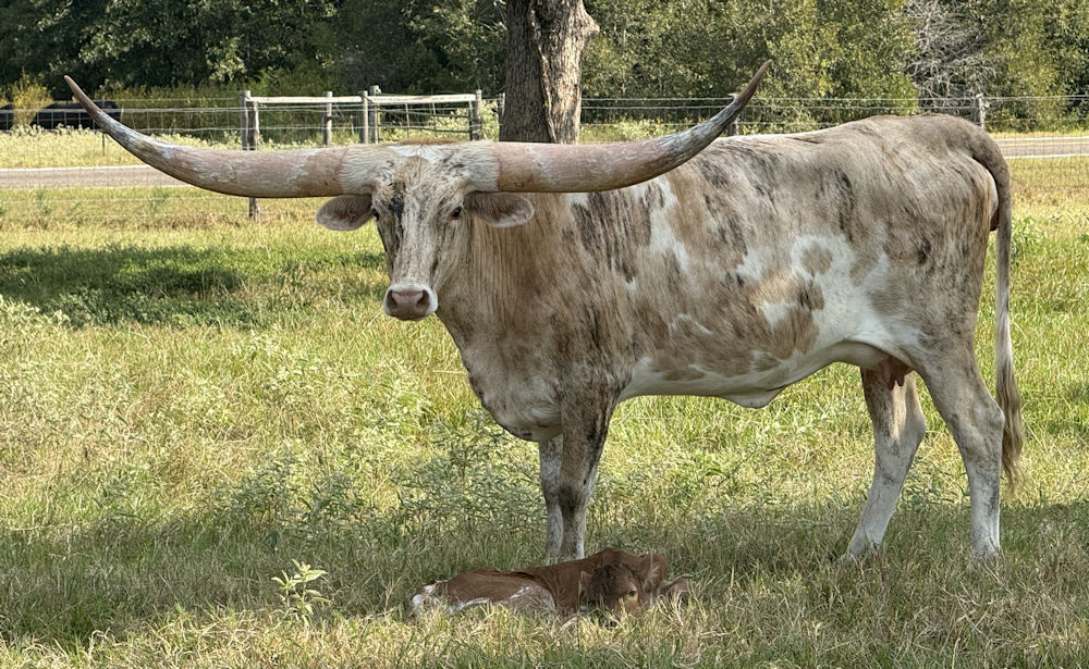 Texas Longhorn heifer - Cream Soda N'Stars