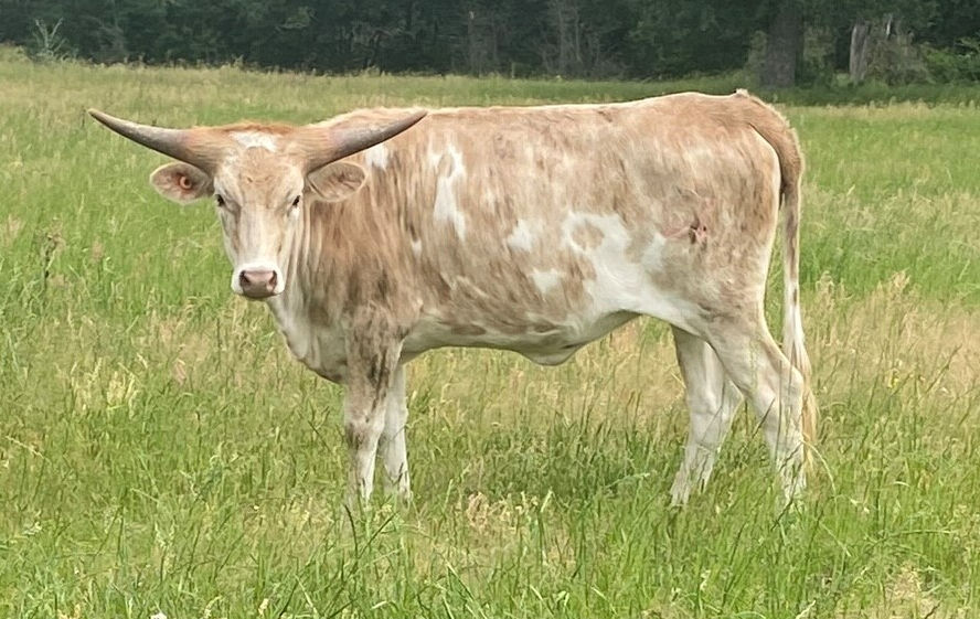 Texas Longhorn heifer - Cream Soda'N Stars