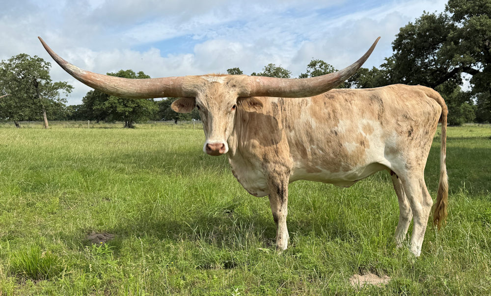 Texas Longhorn Brood Cow- Cream Soda'N Stars