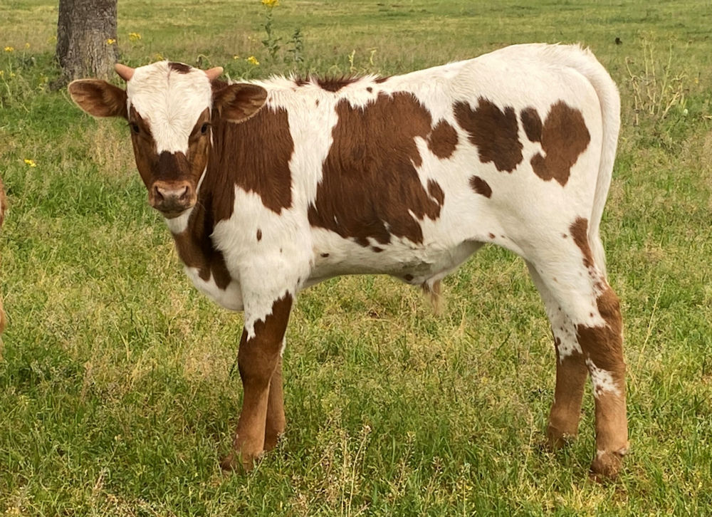 Texas Longhorn bull calf