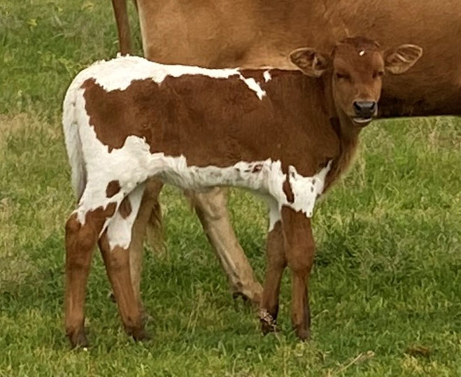 Texas Longhorn bull calf - Star Express