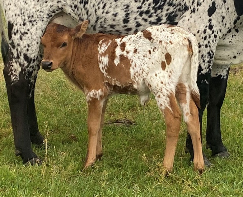 Texas Longhorn heifer calf - Tiara Heart Star
