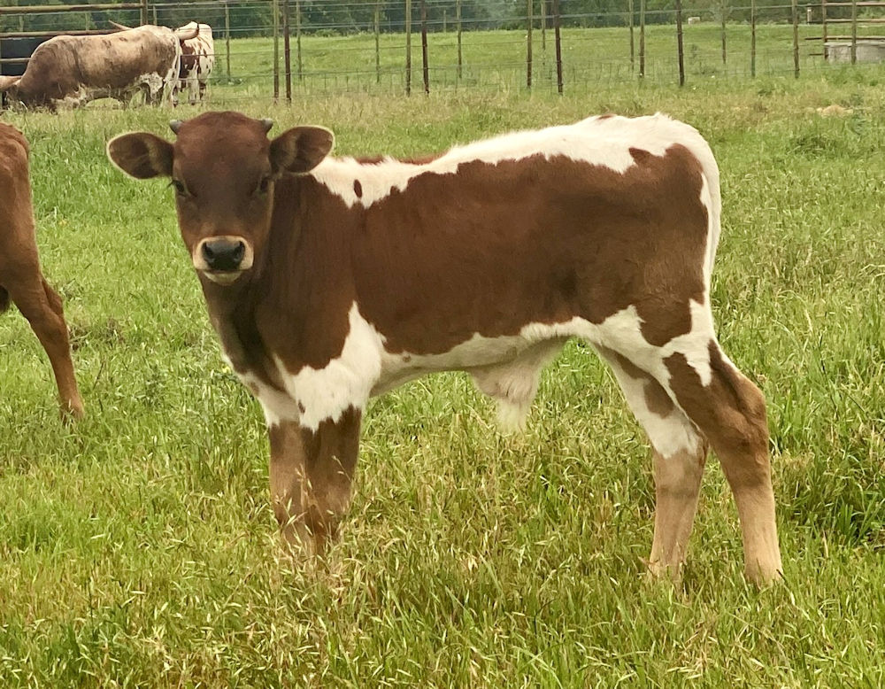 Texas Longhorn bull calf - Armored Star