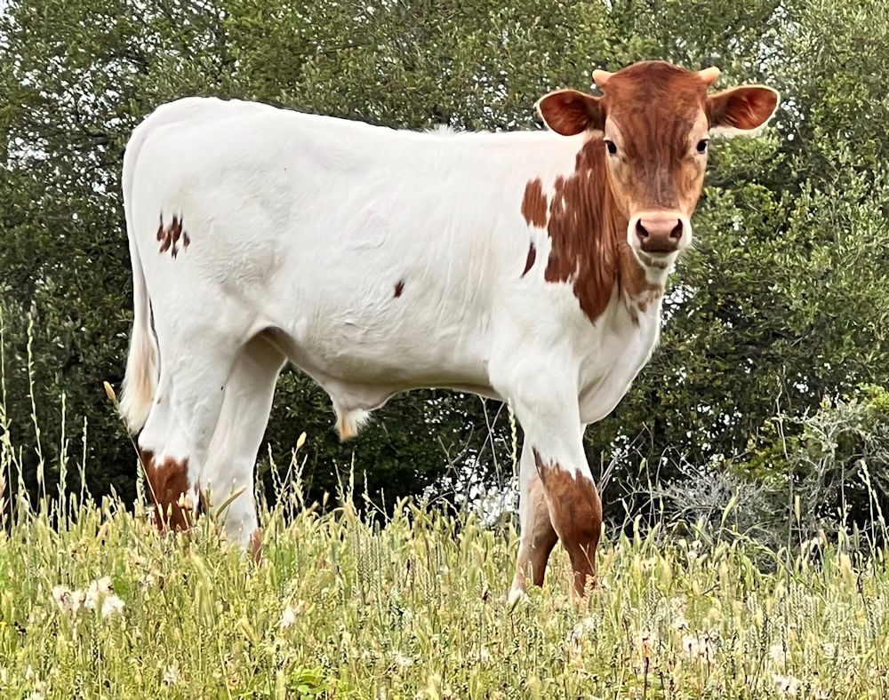 Texas Longhorn calf - Dally Up with Stars