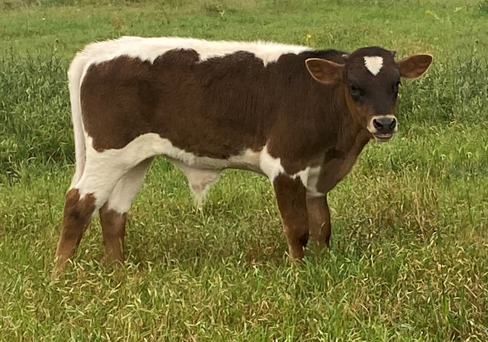 Texas Longhorn bull calf - Freedom Star