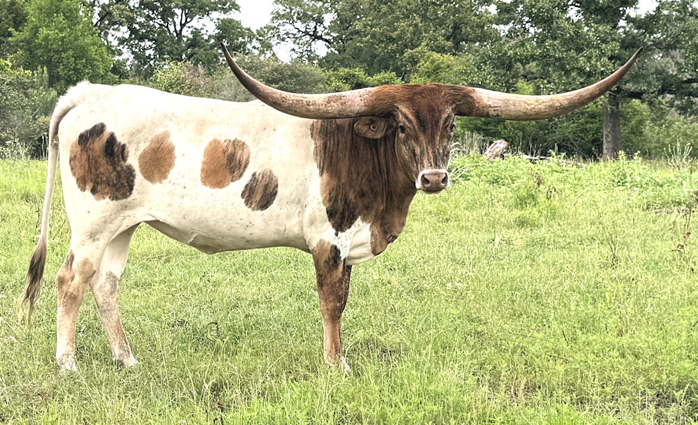 Texas Longhorn heifer - Star Jubilation