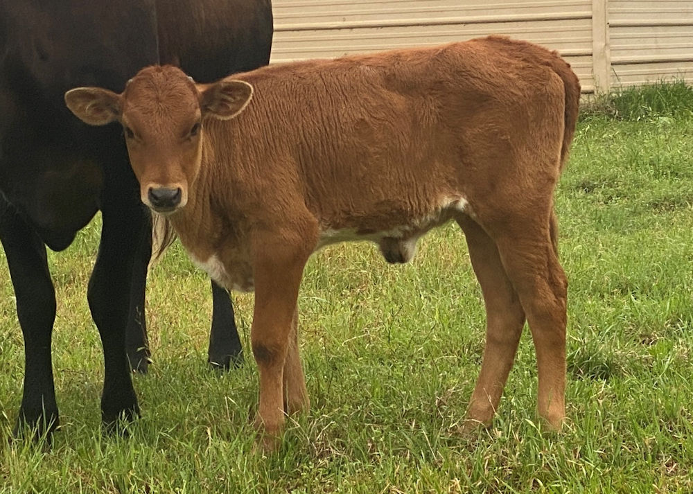 Texas Longhorn heifer calf - Star Chardonnay