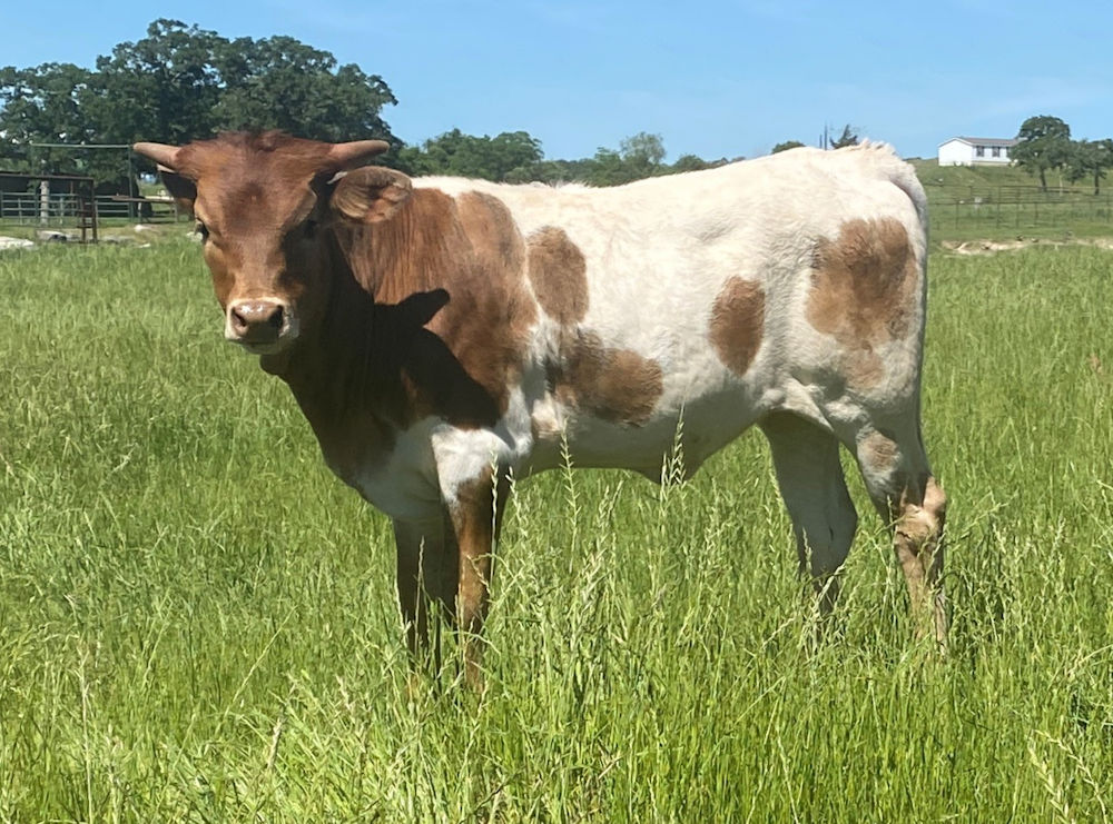 Texas Longhorn heifer calf - Star Jubilation