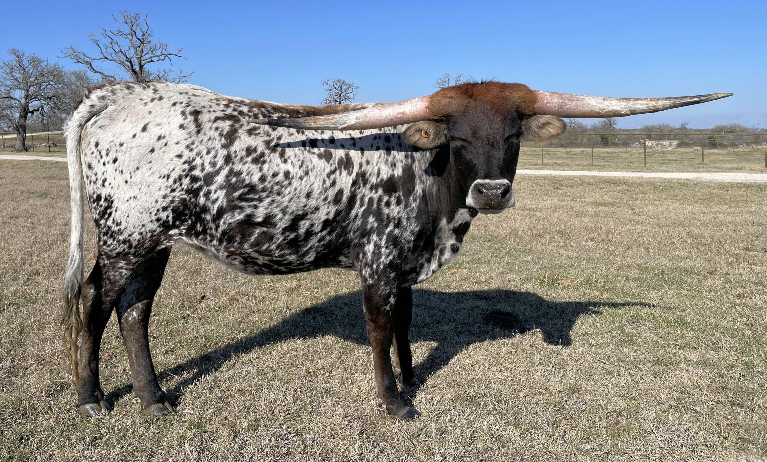 Texas Longhorn heifer - Tinsel Star