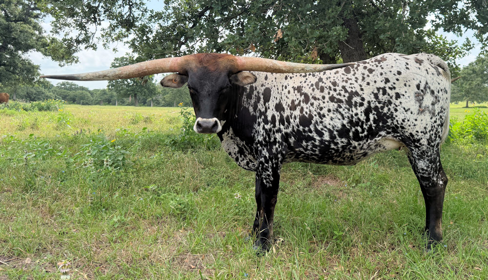 Texas Longhorn heifer - Tinsel Star