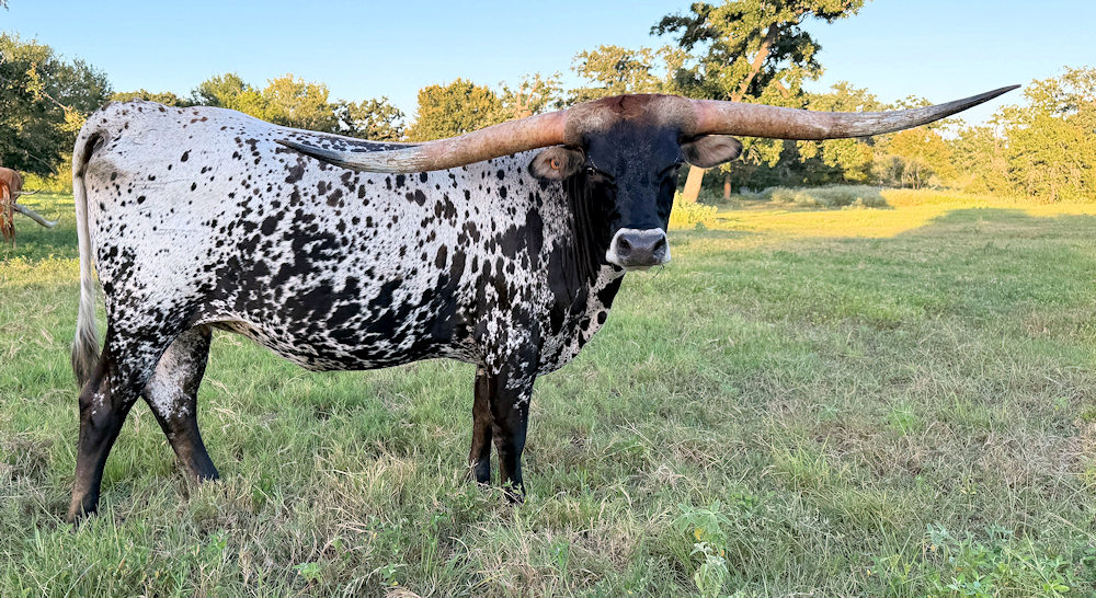 Texas Longhorn heifer - Tinsel Star