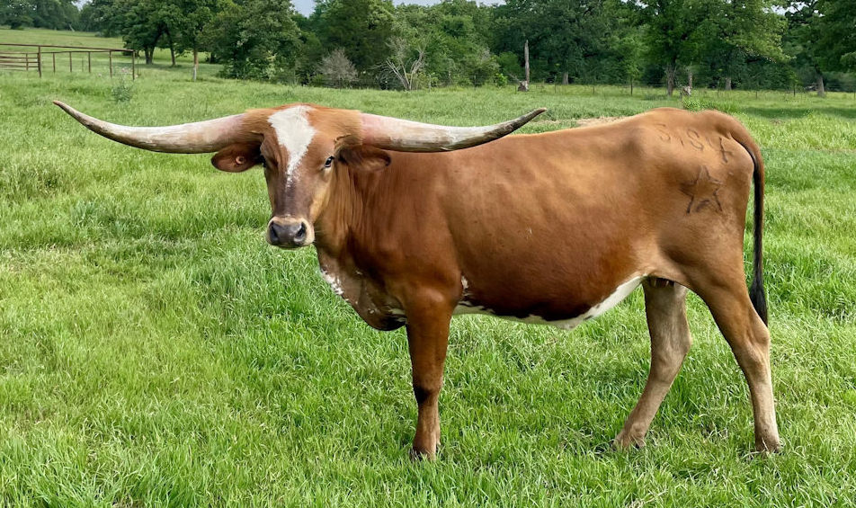 Texas Longhorn heifer - Cherry Soda Star