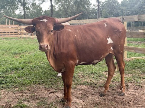 Texas Longhorn heifer - Star Clover