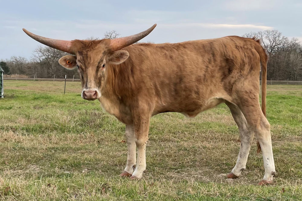 Texas Longhorn heifer - Cristal Star Dust