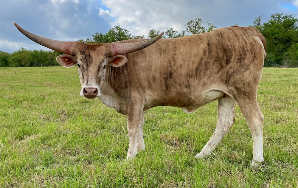 Texas Longhorn heifer - Cristal Star Dust