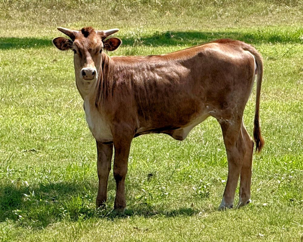 Texas Longhorn heifer calf - Dancing on Stars