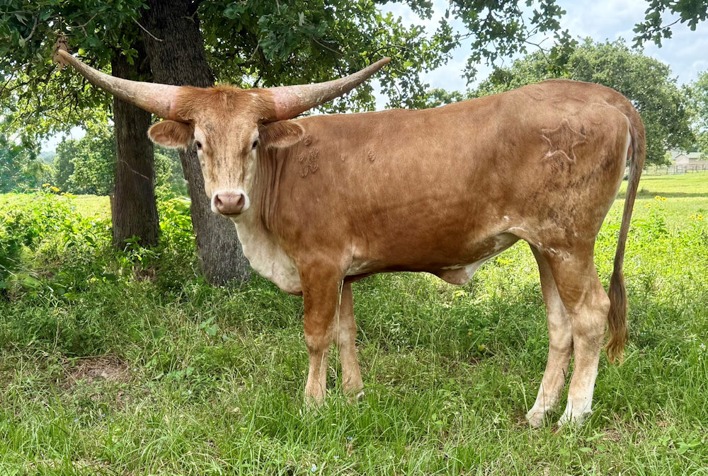 Texas Longhorn heifer - Dancin' on Stars