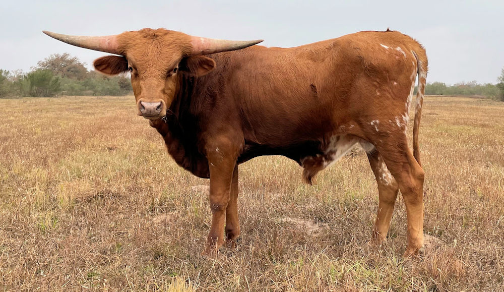 Texas Longhorn bull - Star Rendezvous