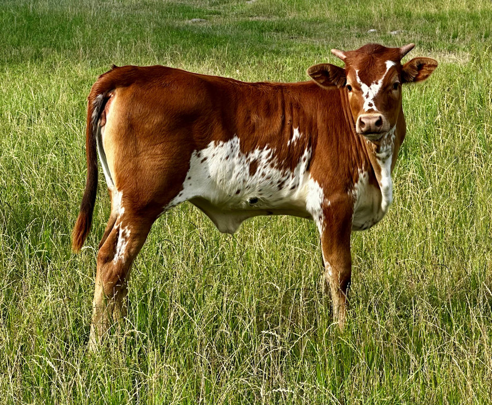 Texas Longhorn heifer calf - Star Spectacular
