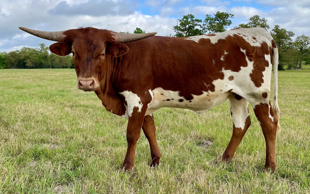 Texas Longhorn heifer - Sweet 'N Bitter Star