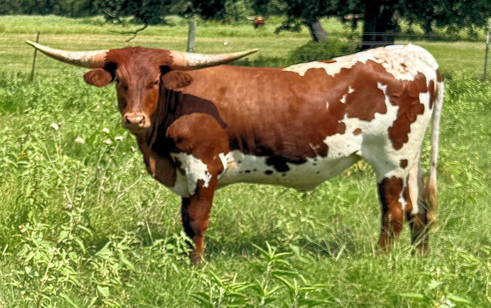 Texas Longhorn heifer - Sweet 'N Bitter Star