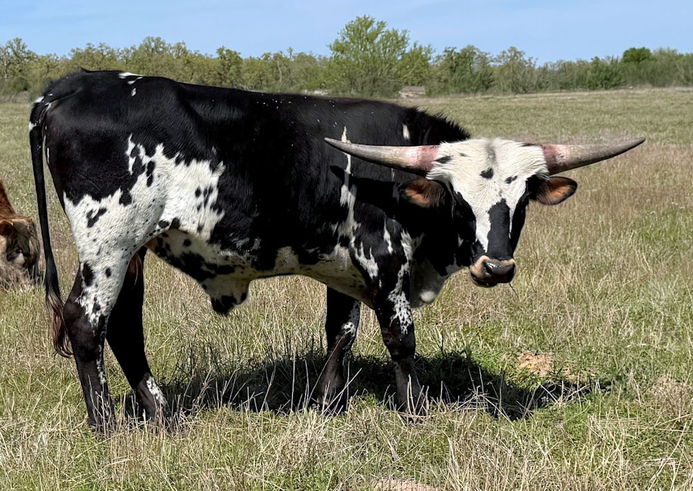 Texas Longhorn Herd Sire prospect - Star Wrangler.03.17.2026