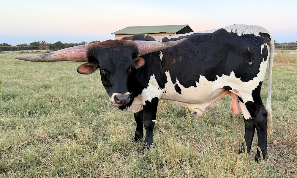 Texas Longhorn Herd Sire Prospect - Star Tradition