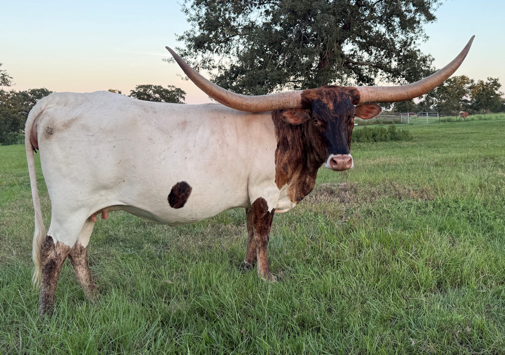 Texas Longhorn Brood Cow - CCR Gal-A-C