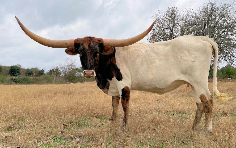 Texas Longhorn cow - CCR Gal-X-C