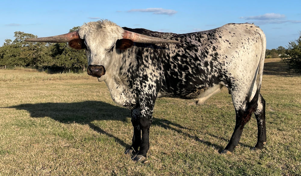 Texas Longhorn herd sire - Silent Star