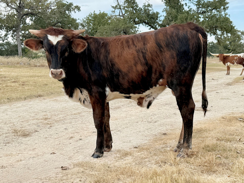 Texas Longhorn Bull Calf - Star Mayday