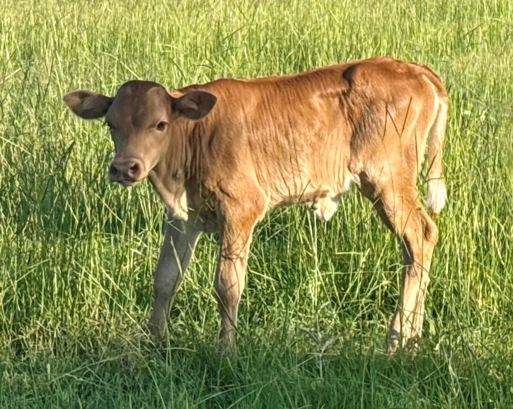Texas Longhorn heifer calf -Dreams of Stars