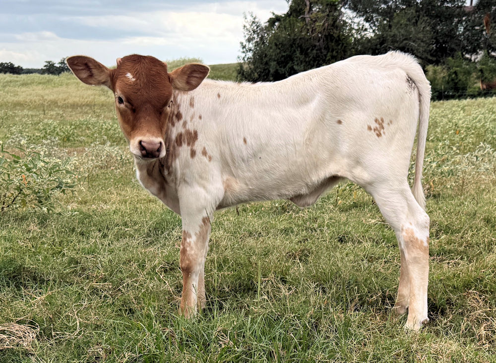 Texas Longhorn heifer calf - Tassels and Stars