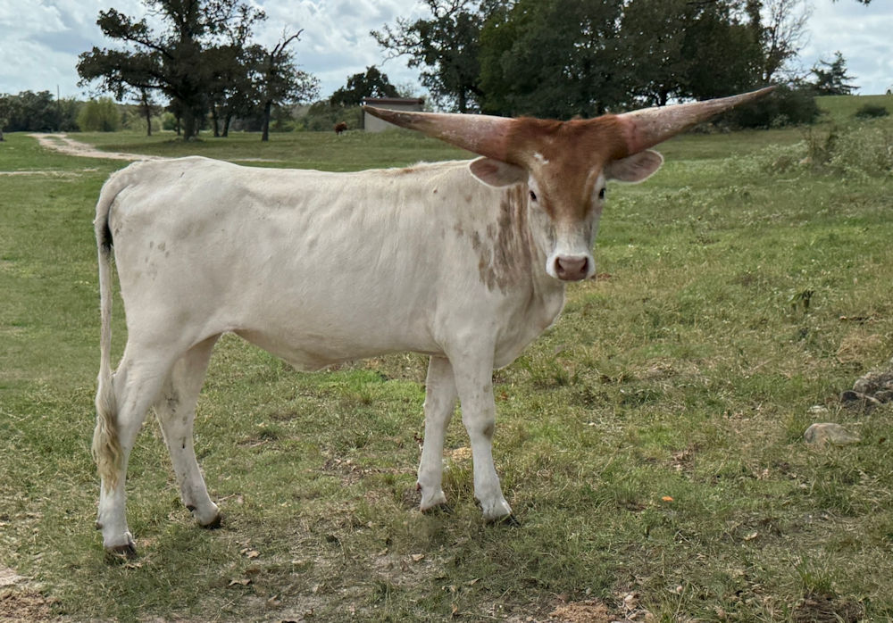 Texas Longhorn heifers - Tassels and Stars