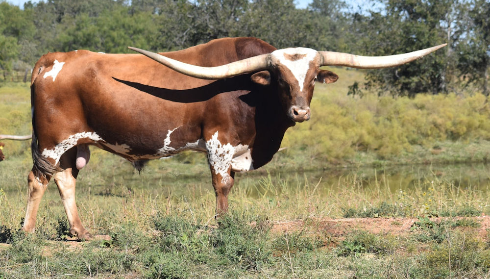 Texas Longhorn herd sire - BR Jungle Jim