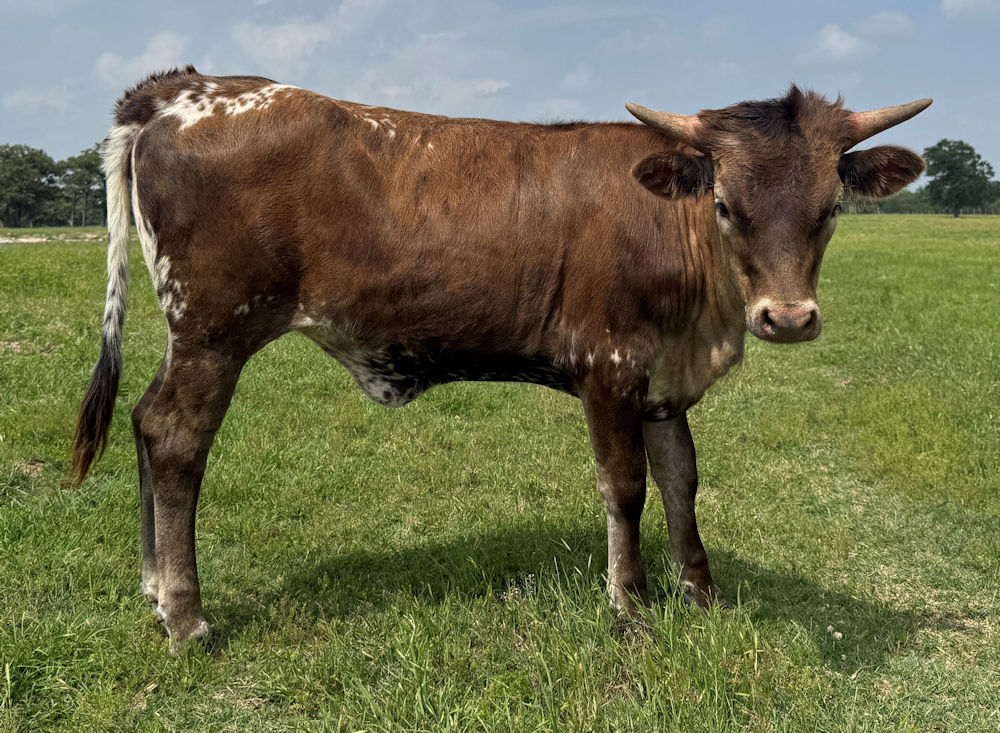 Texas Longhorn heifer - Charlie's Bright Star