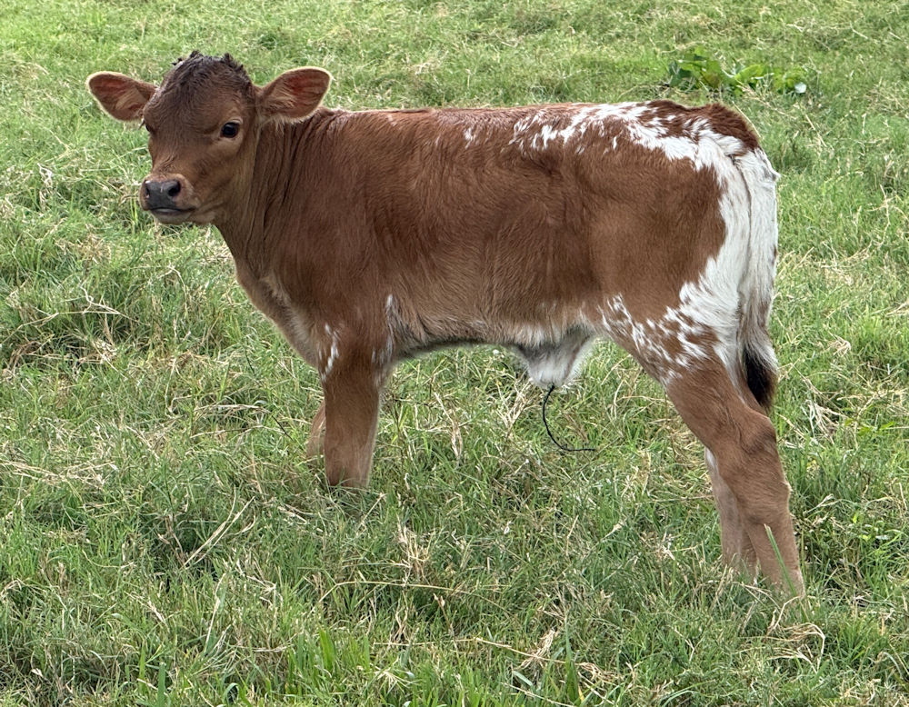 Texas Longhorn Heifer calf - Charlie's Bright Star