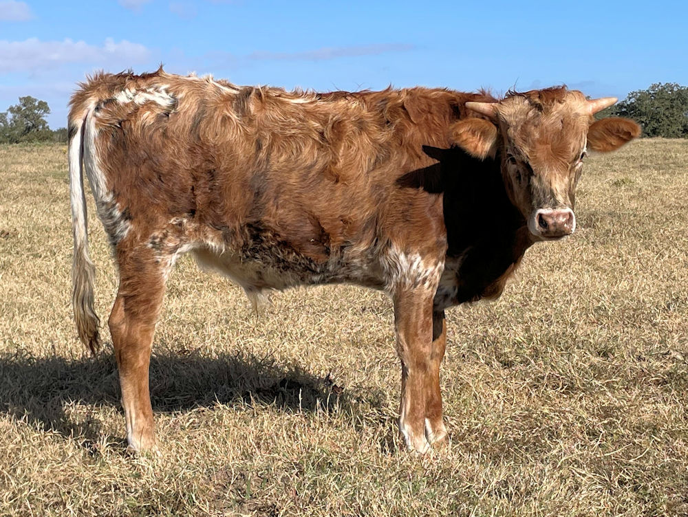 Texas Longhorn bull calf - Force One Star