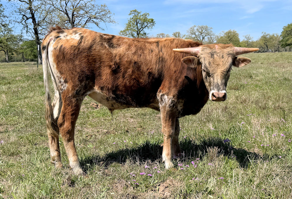 Texas Longhorn bull calf - Force One Star.03.17.26