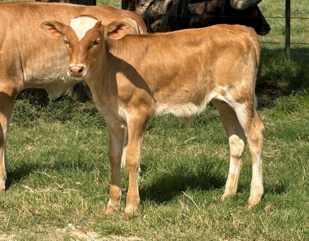 Texas Longhorn bull calf - Galaxy Jim